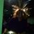 Sarah Nichole Harms-Miller's profile image