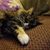 Pam Vellone's profile image