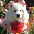Clu Carradine's profile image