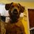 Joann Amitrano's profile image