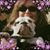 Codie Ramsey's profile image