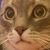 Carol Oliveira's profile image