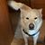 Razzi Lentz's profile image
