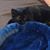 Fran Moilanen Shanahan's profile image