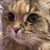 Connie Cerevisaphile's profile image