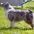 Susan Stokes Morais's profile image