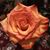 Renita Morris Haley's profile image