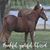 Ingrid Renfrew's profile image