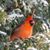 Leila Hall MacDougall's profile image