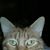 Debbie Alston's profile image