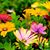 Stacey Carron Vierra's profile image