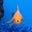 Michael Israel's profile image