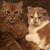 Margaret Mattoon's profile image