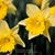 Doreen Ruggiero's profile image