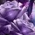 Lizzy Fdez's profile image
