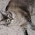 Meleah Heberling Memmott's profile image
