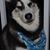 Fred Madonna's profile image