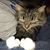 Lisa Jeffries Combs's profile image
