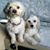 Irene Lienhart's profile image