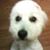 Sophie Amezcua's profile image