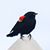 Cassie Wicks's profile image