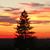 Janice Pedersen's profile image