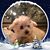 Darci Fuhring-Figlia's profile image