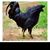 Dave Gates's profile image