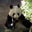 Dpanda Concepcion's profile image