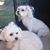 Bill Pavia's profile image