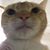 Adrian Pereira's profile image
