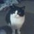 Pat Ward's profile image