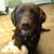 Laura L. Ryland's profile image