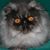 Carol Graff's profile image