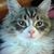 Kathy Strader Schamberger's profile image