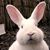 Linda Denniston's profile image