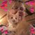 Elaine Hallonquist's profile image