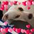 Leyla Bruce Walters's profile image