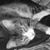 Nikki Tice's profile image