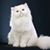 Jackie Murr's profile image