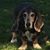 Lisa DeSantis Adams's profile image