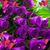 Connie Hart's profile image