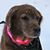 Ellee Neilands's profile image