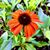 Laura Avers Duda's profile image