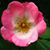 Tracy Conway Talmadge's profile image