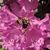 Kellie A. Van Bergen's profile image