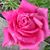 Ann Schlichter's profile image