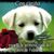 Nardita Arana Ruiz's profile image