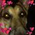 Leesa Luu's profile image