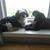 Faith Gaskell's profile image